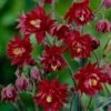 Aquilegia 'Bordeaux Barlow' 1 Aquilegia 'Bordeaux Barlow' -Soft Fruit Paradise PB0026 1