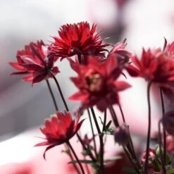 Aquilegia 'Bordeaux Barlow' 7 Aquilegia 'Bordeaux Barlow' -Soft Fruit Paradise PB0026 3