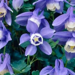 Aquilegia Spring Magic Collection 10 Aquilegia Spring Magic Collection -Soft Fruit Paradise PB0030 3 b5764acf 305d 4d03 8407 15834ce38d23