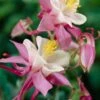 Aquilegia 'Spring Magic Rose & White' 2 Aquilegia 'Spring Magic Rose & White' -Soft Fruit Paradise PB0032 1