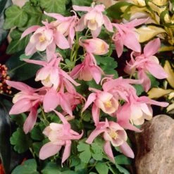 Aquilegia 'Spring Magic Rose & White' 7 Aquilegia 'Spring Magic Rose & White' -Soft Fruit Paradise PB0032 3