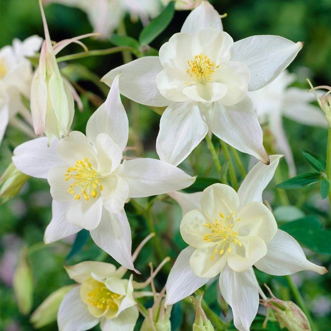 Aquilegia Spring Magic Collection 8 Aquilegia Spring Magic Collection - Image 6