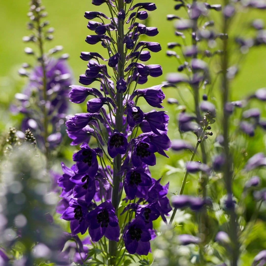 Delphinium Camelot Collection 4 Delphinium Camelot Collection - Image 2
