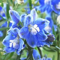 Delphinium Camelot Collection 9 Delphinium Camelot Collection -Soft Fruit Paradise PB0097 1 0cc41c15 4501 4368 a1a0 433f78f91dbb