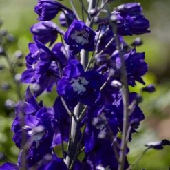 Delphinium Camelot Collection 11 Delphinium Camelot Collection -Soft Fruit Paradise PB0105 1 8c5b11e4 4bcd 4392 aef5 647e50e7f705
