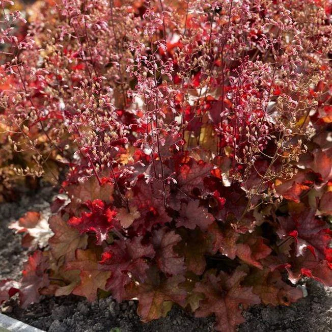 Heuchera 'Indian Summer Cranberry' 3 Heuchera 'Indian Summer Cranberry'