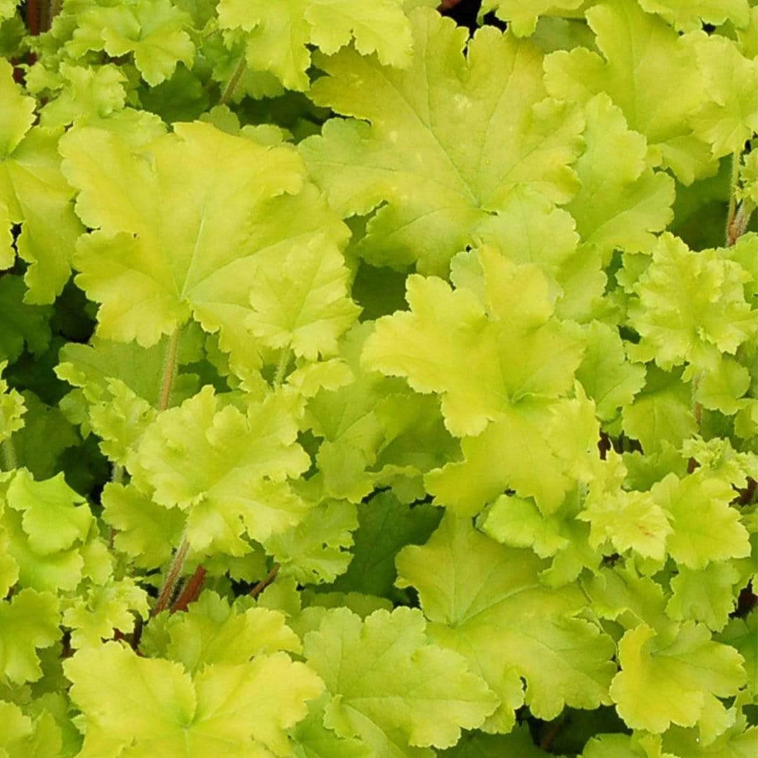 Heuchera 'Lime Marmalade' 3 Heuchera 'Lime Marmalade'