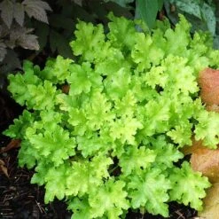 Heuchera 'Lime Marmalade' 8 Heuchera 'Lime Marmalade' -Soft Fruit Paradise PB0190 2