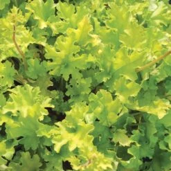 Heuchera 'Lime Marmalade' 9 Heuchera 'Lime Marmalade' -Soft Fruit Paradise PB0190 3