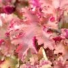 Heuchera 'Marmalade' 1 Heuchera 'Marmalade' -Soft Fruit Paradise PB0191 1