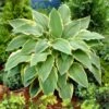 Hosta 'Yellow River' 1 Hosta 'Yellow River' -Soft Fruit Paradise PB0202 1