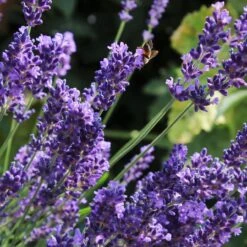 Lavender 'Hidcote Improved' 9 Lavender 'Hidcote Improved' -Soft Fruit Paradise PB0206 2