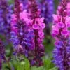 Salvia 'Blue Marvel' 2 Salvia 'Blue Marvel' -Soft Fruit Paradise PB0276 1