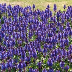 Salvia 'Blue Marvel' 7 Salvia 'Blue Marvel' -Soft Fruit Paradise PB0276 3