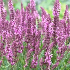 Salvia 'Fashionista Pretty In Pink' -Soft Fruit Paradise PB0280 3