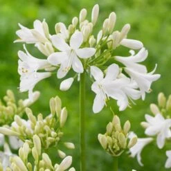 Agapanthus 'Ever White'