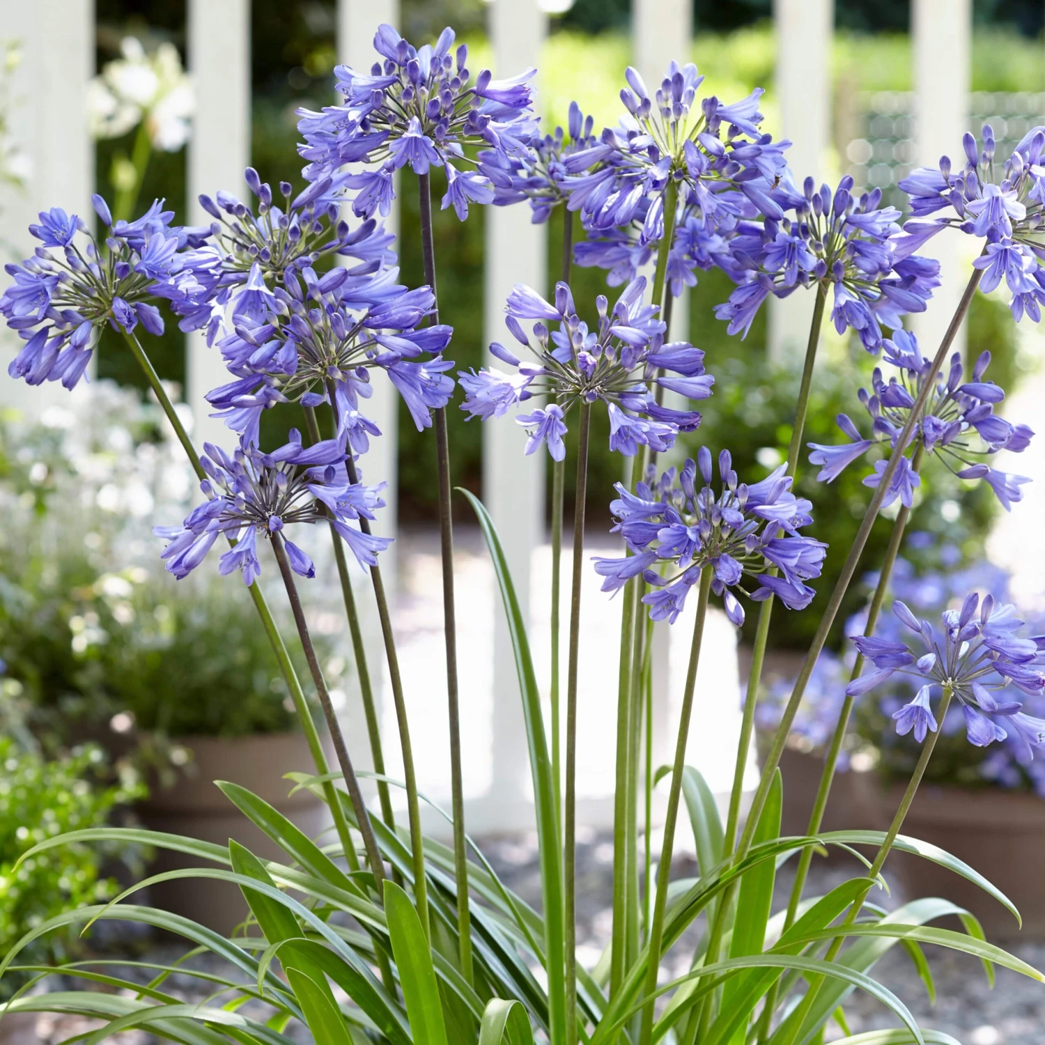 Stately Agapanthus Collection 6 Stately Agapanthus Collection - Image 4