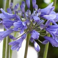 Agapanthus 'Ever Sapphire' 9 Agapanthus 'Ever Sapphire' -Soft Fruit Paradise PB0322 2