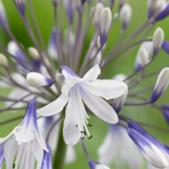 Agapanthus 'Fireworks' 7 Agapanthus 'Fireworks' -Soft Fruit Paradise PB0324 2