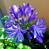 Agapanthus 'Lapis Lazuli' -Soft Fruit Paradise PB0325 1