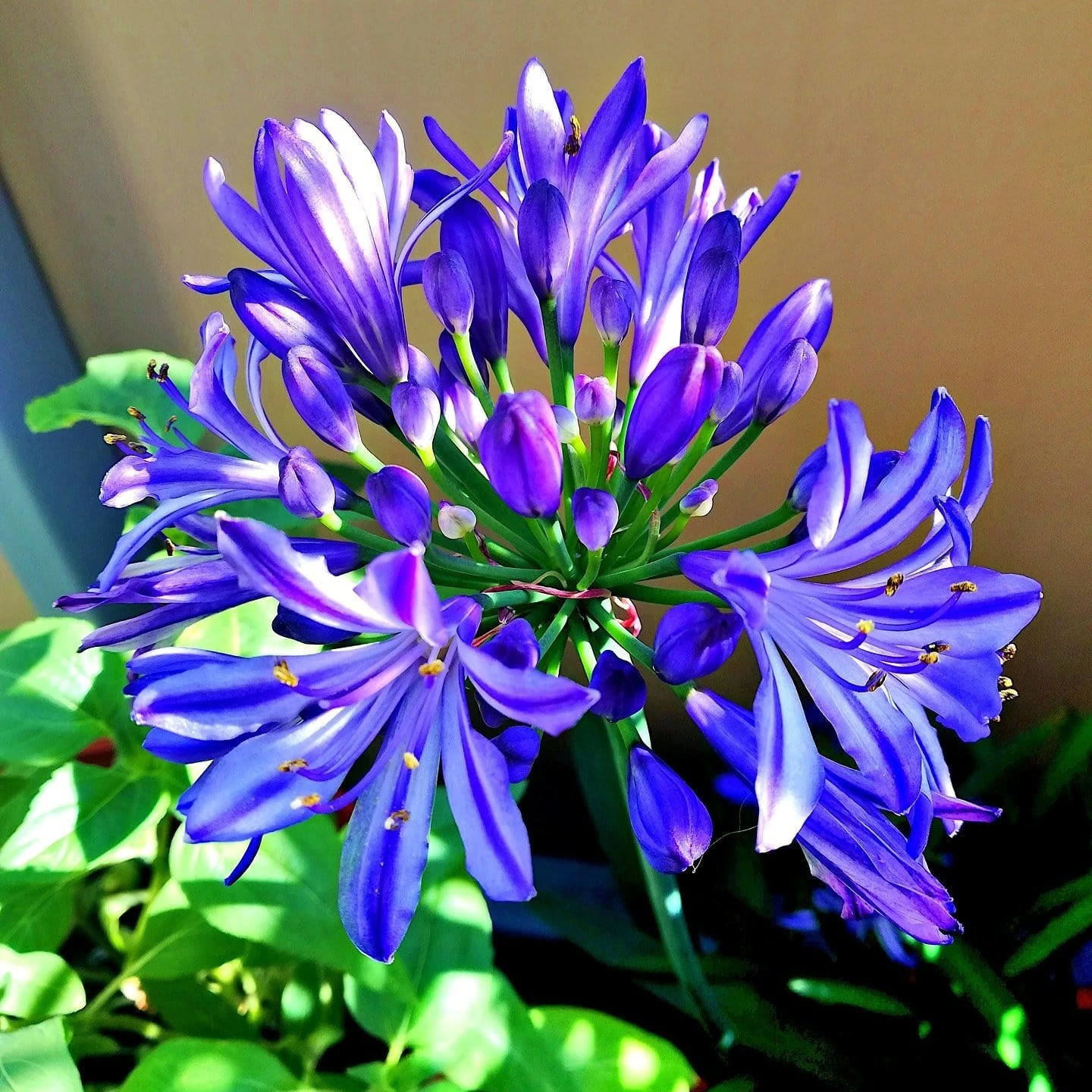 Agapanthus 'Lapis Lazuli' 3 Agapanthus 'Lapis Lazuli'