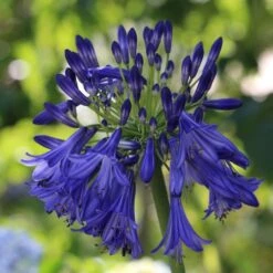 Agapanthus 'Royal Velvet' -Soft Fruit Paradise PB0326 2