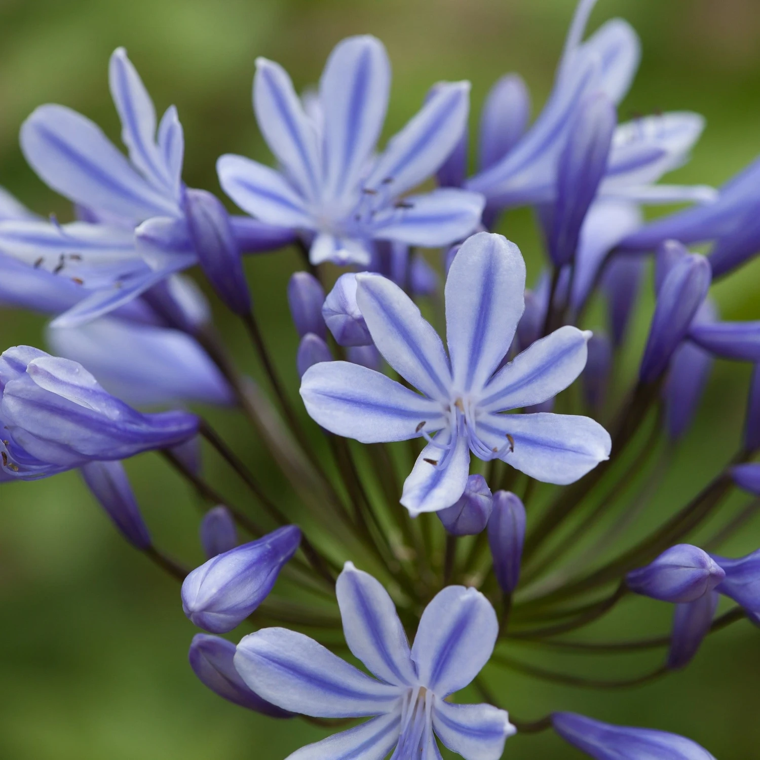 Agapanthus 'Sweet Surprise' 2 Agapanthus 'Sweet Surprise'