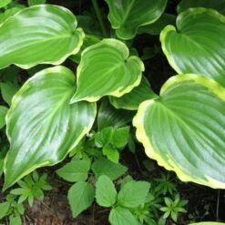 Hosta 'Sugar & Spice' 8 Hosta 'Sugar & Spice' -Soft Fruit Paradise PB0357 3