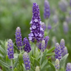 Lavender 'Blue Spear'