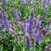 Salvia 'Blue Hill'