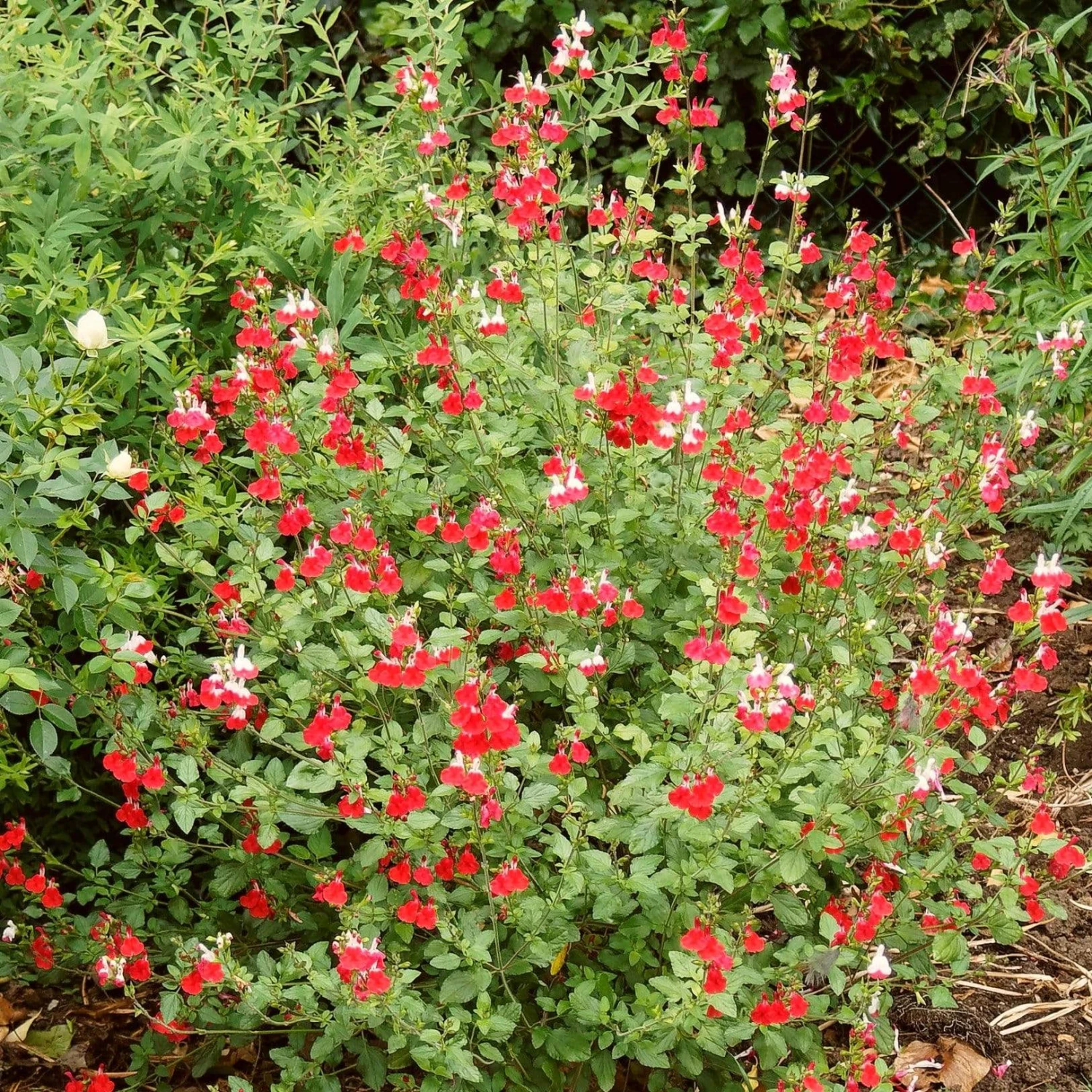 Salvia 'Hot Lips' 4 Salvia 'Hot Lips' - Image 2