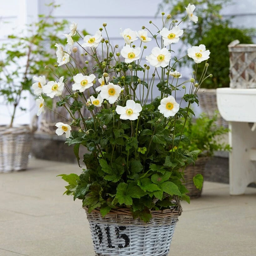 Anemone 'Elfin Swan' 4 Anemone 'Elfin Swan' - Image 2