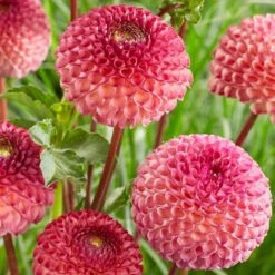 Dahlia 'Burlesca' 9 Dahlia 'Burlesca' -Soft Fruit Paradise PB0487 2