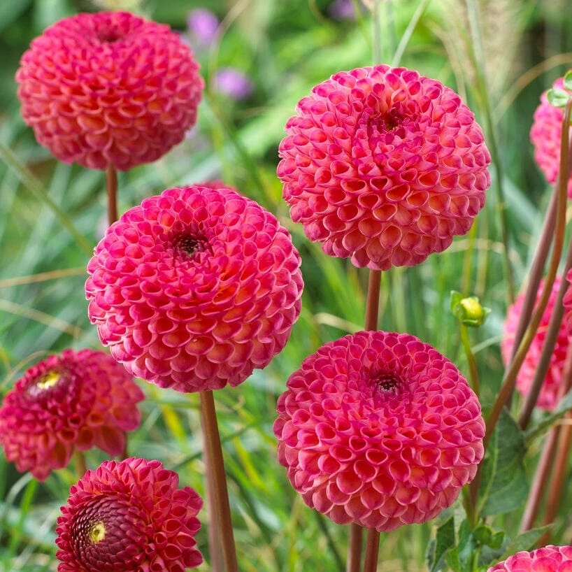 Dahlia 'Burlesca' 5 Dahlia 'Burlesca' - Image 3