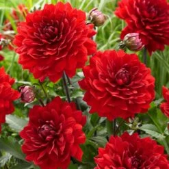 Dahlia 'Karma Amora' -Soft Fruit Paradise PB0491 3