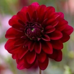 Dahlia 'Karma Naomi'
