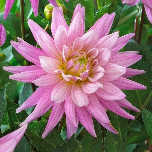 Dahlia 'Karma Pink Corona' 4 Dahlia 'Karma Pink Corona' - Image 2
