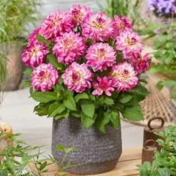 Dahlia 'Sincerity Rose Bicolour' -Soft Fruit Paradise PB0498 2