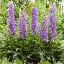 Delphinium 'Delgenius Breezin'
