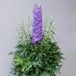 Delphinium 'Delgenius Breezin' -Soft Fruit Paradise PB0506 2