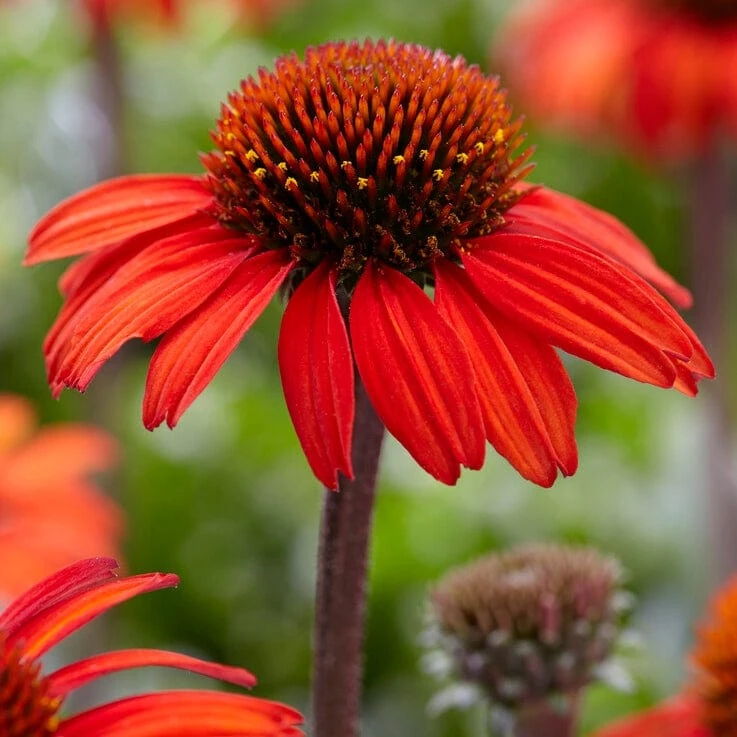 Echinacea 'SunSeekers Red' 3 Echinacea 'SunSeekers Red'