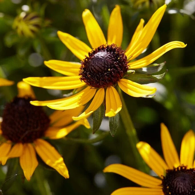 Rudbeckia 'Little Gold Star' 3 Rudbeckia 'Little Gold Star'
