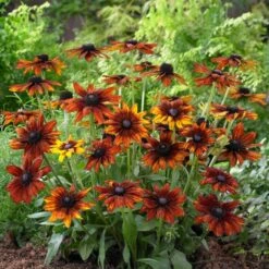 Rudbeckia 'Summerina Orange' -Soft Fruit Paradise PB0631 3 5aef5f50 11a7 4c80 bcd1 3c4ed029bd20