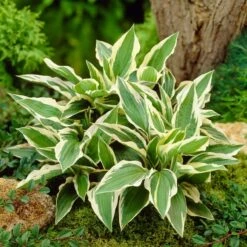 Hosta 'Patriot' 7 Hosta 'Patriot' -Soft Fruit Paradise PB0673 3