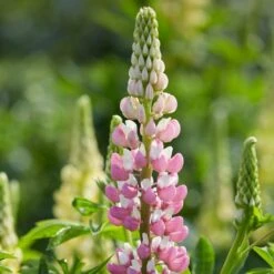 Soft Fruit Paradise 24 Lupin 'Legendary Rose Shades'