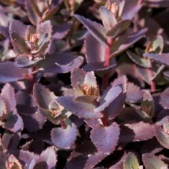 Sedum 'Chocolate Cherry' 7 Sedum 'Chocolate Cherry' -Soft Fruit Paradise PB0735 1