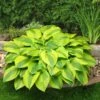 Hosta 'Velvet Moon' 2 Hosta 'Velvet Moon' -Soft Fruit Paradise PB0778 1