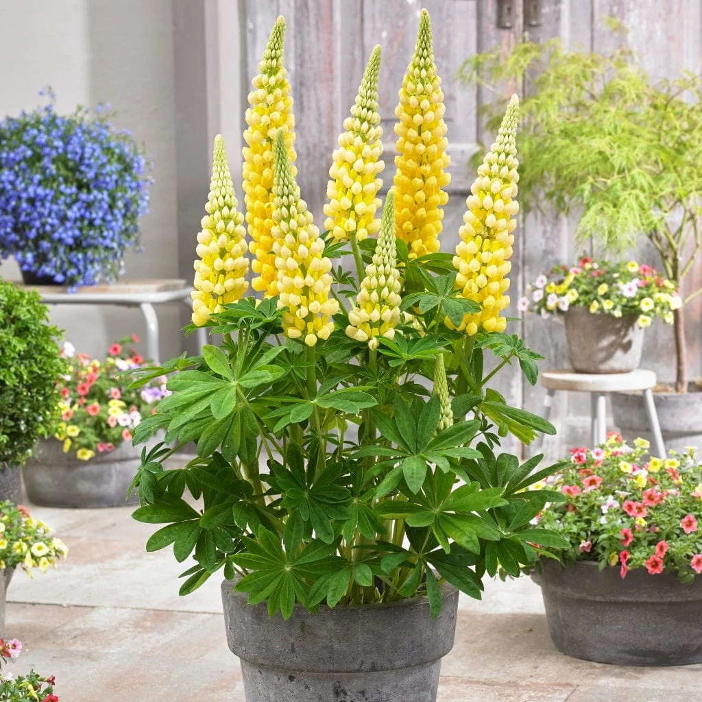 Lupin West Country Desert Sun 3 Lupin West Country Desert Sun