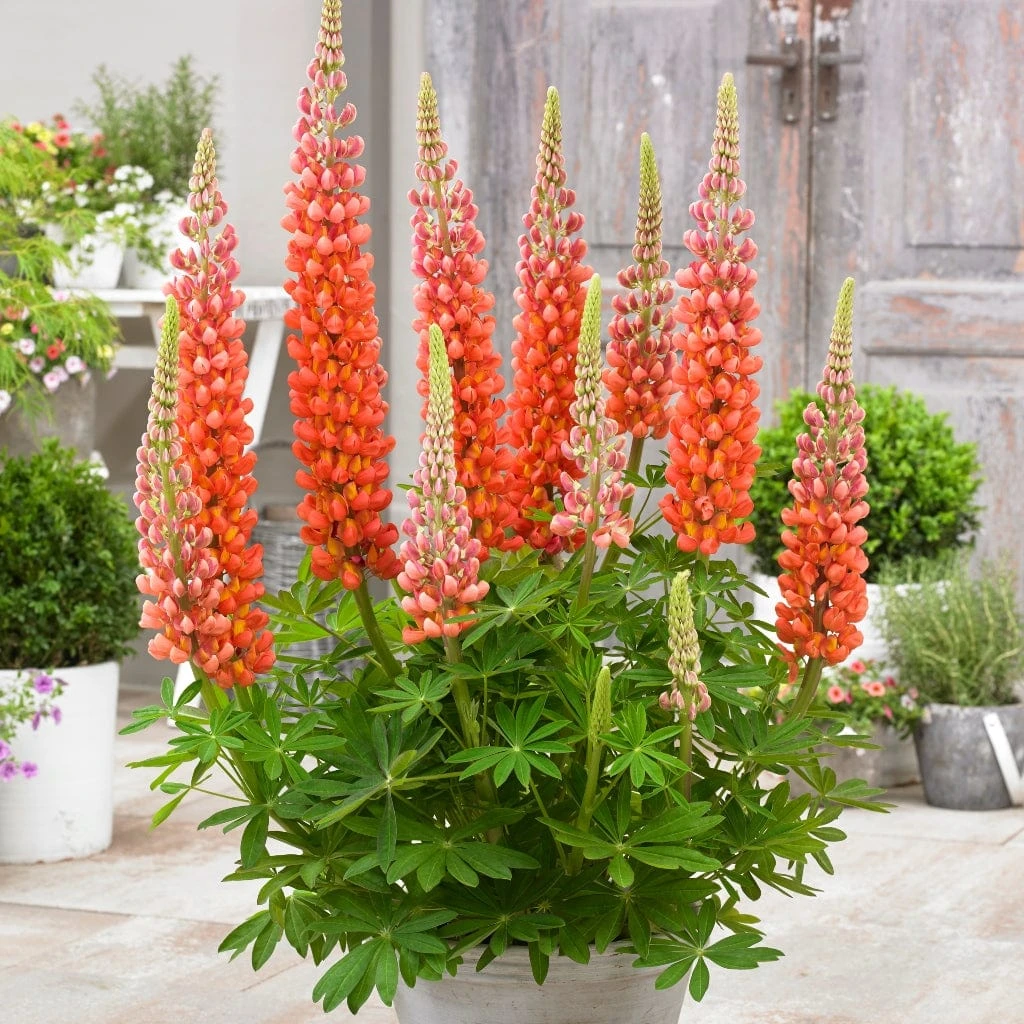 Lupin West Country Terracotta 3 Lupin West Country Terracotta
