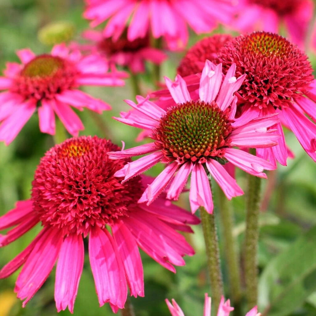 Echinacea 'Delicious Candy' 4 Echinacea 'Delicious Candy' - Image 2